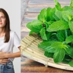 Health Tips: केवल स्वाद नहीं, औषधीय गुणों की खान है पुदीना; जानें गर्मियों में इसके बेमिसाल फायदे