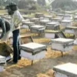 Mahendragarh News: महेंद्रगढ़ में मधुमक्खी पालक से 20 लाख की चोरी: 232 बक्से पार, जहर देकर मारीं मधुमक्खियां