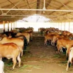 Narnaul News: श्री अनाथ गौशाला नारनौल में नवनिर्मित कमरे का लोकार्पण, गोभक्तों ने बांटी दलिया-बिनौले की सवामणी