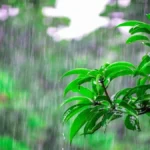 Punjab Weather Update: पंजाब में 28 जुलाई से लौटेगा मानसून, अमृतसर और लुधियाना समेत 13 जिलों में ऑरेंज अलर्ट
