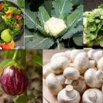 Monsoon Diet Tips: बारिश के मौसम में गलती से भी न खाएं ये 5 सब्जियां, पेट में हो सकता है गंभीर इन्फेक्शन