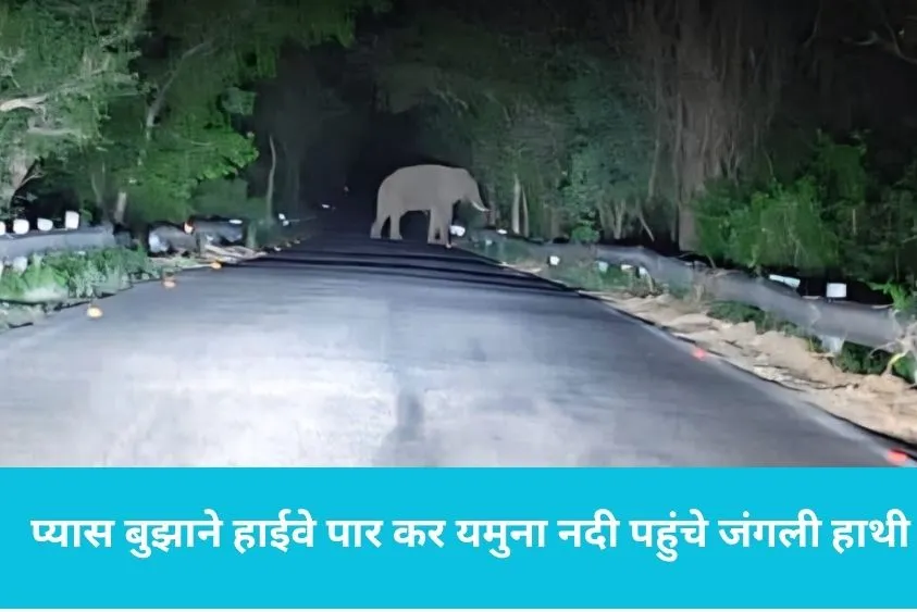कलेसर जंगल में सूखा पानी, प्यास बुझाने हाईवे पार कर यमुना नदी पहुंचे जंगली हाथी