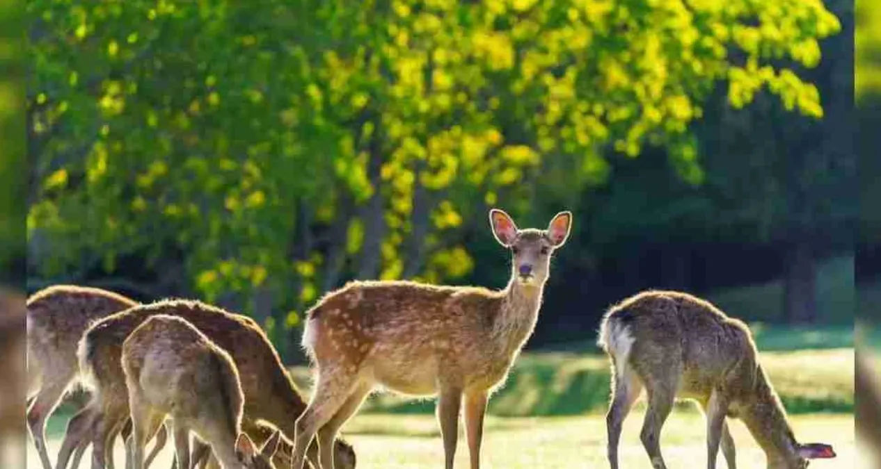 घरौंडा ब्लॉक के हसनपुर में 100 एकड़ में बनेगा डियर पार्क, ग्रामीणों में खुशी