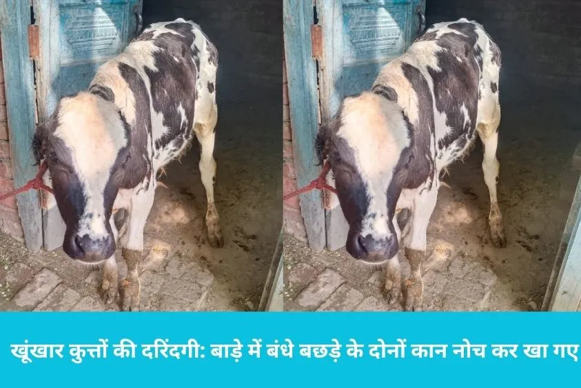  लाडवा में खूंखार कुत्तों की दरिंदगी: बाड़े में बंधे बछड़े के दोनों कान नोच कर खा गए, फैली दहशत