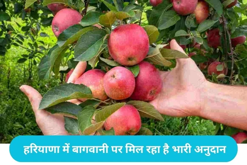  Haryana horticulture scheme: 1 एकड़ में लगाएं फलदार बाग और सीधे पाएं 42,000 रुपये की सब्सिडी