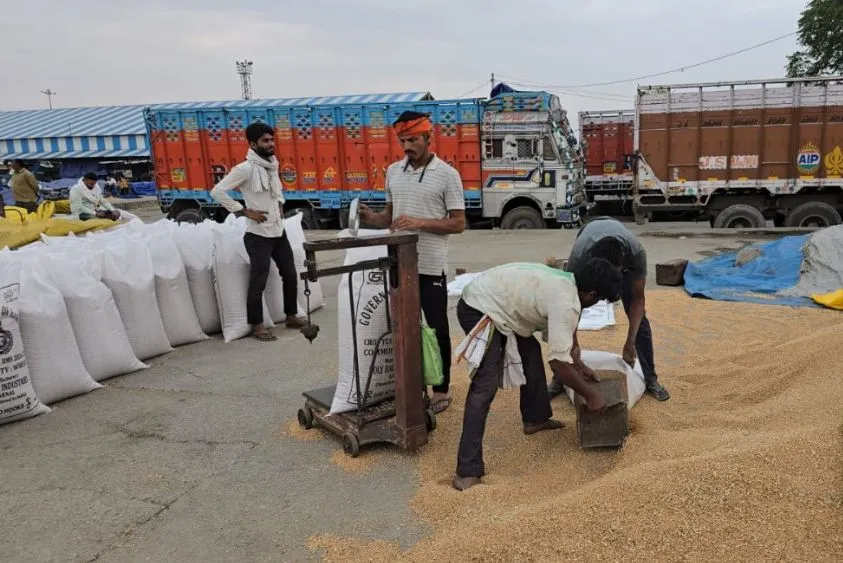  कुरुक्षेत्र मंडी में 'डिजिटल' मुसीबत: बायोमेट्रिक के चक्कर में फंसी किसानों की फसल, घंटों लगा रहा जाम