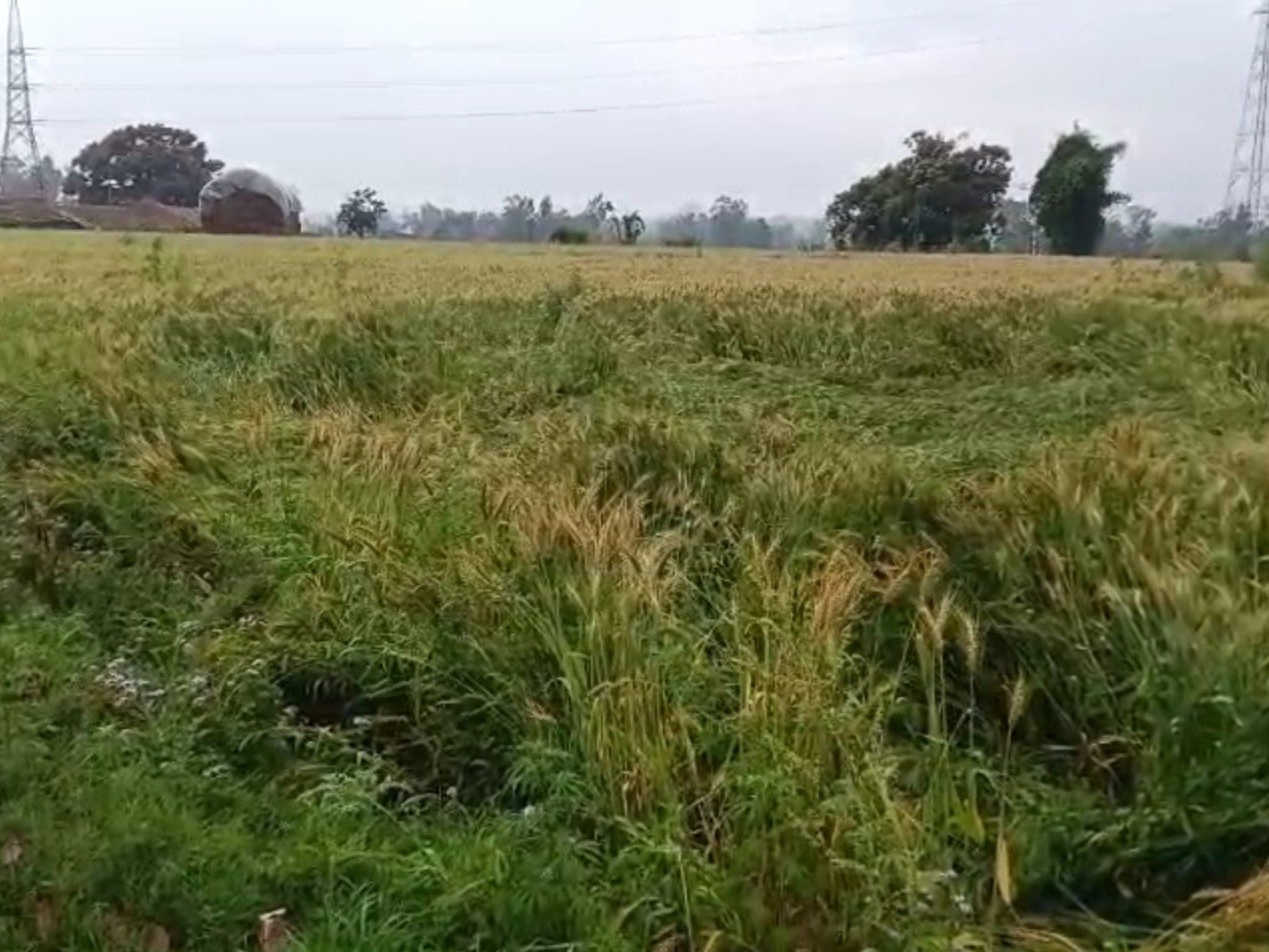  Punjab Weather Update: पंजाब-चंडीगढ़ में बारिश से ठंड बढ़ी, गेहूं की फसल बर्बाद, किसानों की बढ़ी चिंता