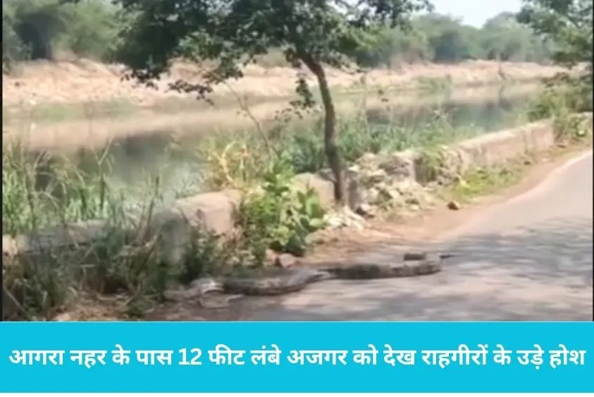  फरीदाबाद में आगरा नहर के पास 12 फीट लंबे अजगर को देख राहगीरों के उड़े होश सोशल मीडिया पर तस्वीरें वायरल