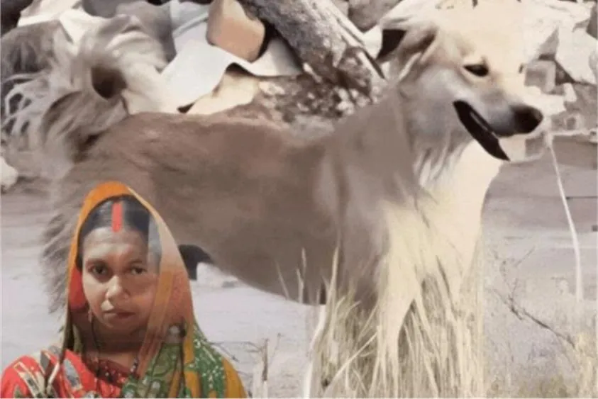  बेजुबानों की वफादारी: फरीदाबाद में लापता महिला का शव उन कुत्तों ने ढूंढा जिन्हें वह खिलाती थी रोटी