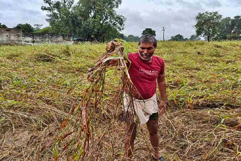  हरियाणा में ओलावृष्टि का कहर: झज्जर और हिसार समेत 7 जिलों में फसलें बर्बाद, सीएम ने दिए मुआवजे के आदेश