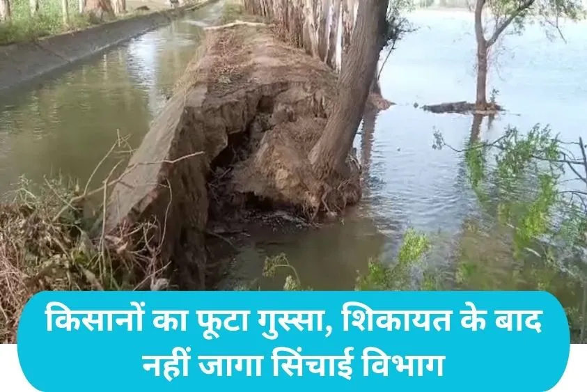  Jind News: जींद में फूटी बधाना माइनर: डाहौला गांव के खेतों में घुसा सैलाब, 80 एकड़ फसल पूरी तरह तबाह