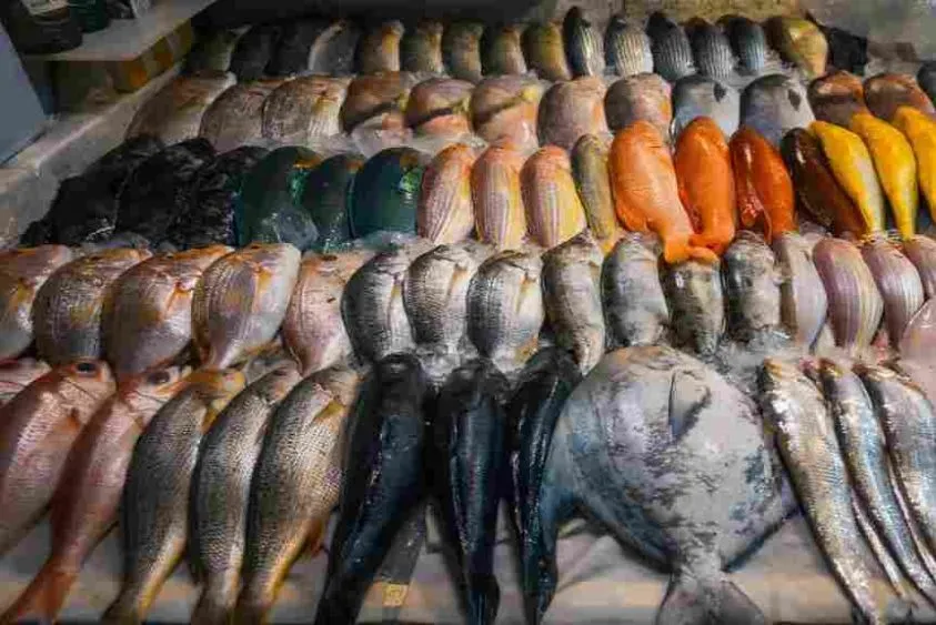 मछली पालन से बदल जाएगी किस्मत! हरियाणा सरकार दे रही है 60% तक सब्सिडी, ऐसे करें आवेदन