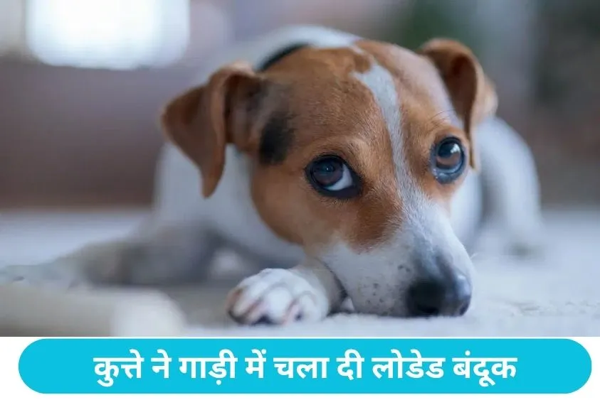 Dog Fires Shotgun: पालतू कुत्ते ने पैर से दबाया शॉटगन का ट्रिगर, गोली लगने से महिला घायल