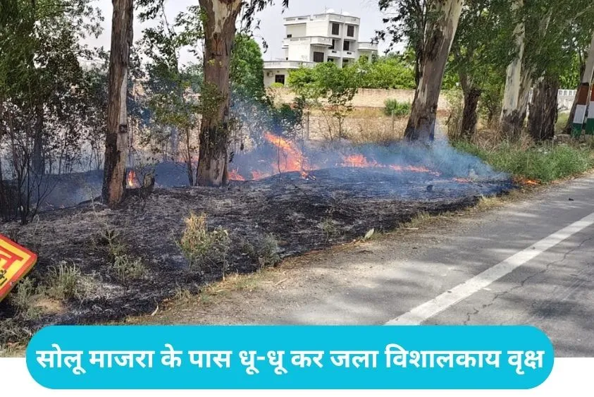 Kaithal Crime: कैथल-कुरुक्षेत्र मार्ग पर हरे-भरे पेड़ों को आग लगा रहे शरारती तत्व