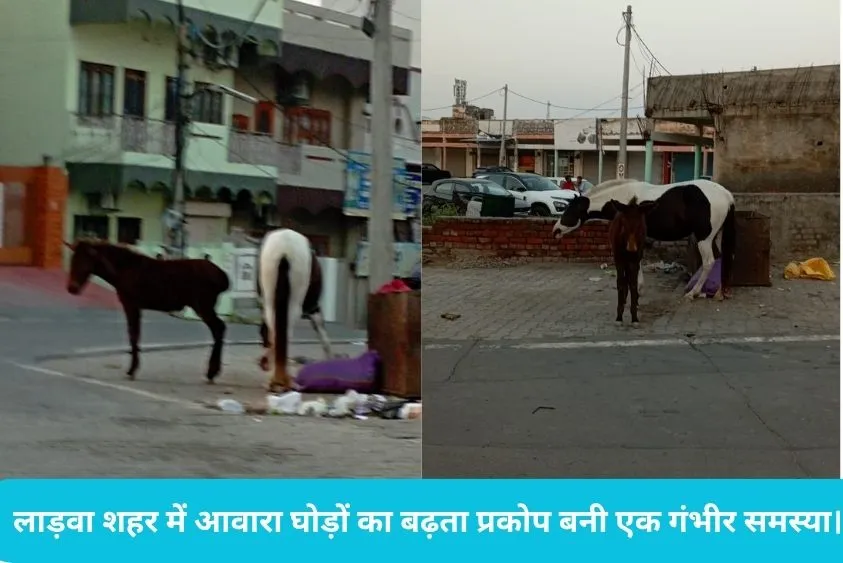  सीएम सिटी लाडवा में आवारा घोड़ों का आतंक, सड़कों पर चलना हुआ मुहाल, नपा बेअसर
