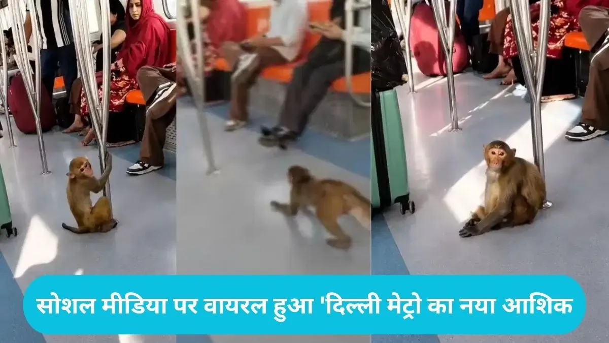 Delhi Metro Viral: रील और लड़ाई छोड़िए, अब मेट्रो में दिखा बंदर का अनोखा 'रोमांस'