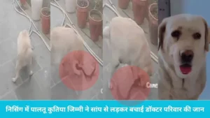 Dog Loyalty Example: करनाल में वफादारी की मिसाल: मालिक को ब्लैक कोबरा से बचाने के लिए भिड़ गई कुतिया, खुद गंवाई जान
