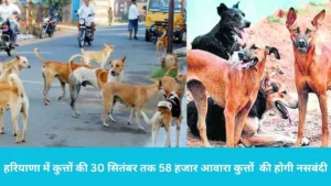 Haryana Stray Dog Sterilization Drive: हरियाणा में कुत्तों के आतंक पर फुलस्टॉप, 30 सितंबर तक 58 हजार आवारा कुत्तों की होगी नसबंदी