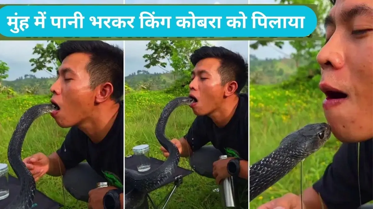 King cobra viral: शख्स ने मुंह में पानी भरकर किंग कोबरा को पिलाया, देखें खौफनाक स्टंट