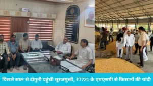 Ladwa Grain Market: लाडवा अनाज मंडी में रिकॉर्ड तोड़ आवक: पिछले साल से दोगुनी पहुंची सूरजमुखी, ₹7721 के एमएसपी से किसानों की चांदी