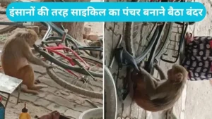Monkey Cycle Mechanic Vira: सोशल मीडिया पर छाया 'बंदर मैकेनिक': साइकिल का पहिया खोलकर ऐसे निकाली ट्यूब, मैकेनिक भी रह गए दंग