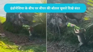 Monkeys Drinking Beer Viral: हाथ में बीयर की बोतल, सामने लहरें, बंदरों का यह अंदाज देख दंग रह गई जनता