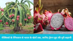 Dragon Fruit Story: मेक्सिको के रेगिस्तान से भारत के खेतों तक, जानिए ड्रैगन फ्रूट के 'कमलम' बनने की पूरी कहानी
