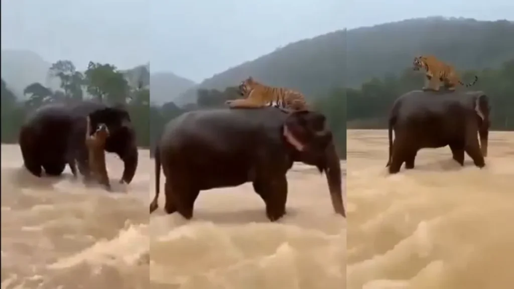Elephant Saves Tiger: बाढ़ में हाथी ने बचाई डूबते हुए बाघ की जान? वायरल वीडियो की सच्चाई ने इंटरनेट पर छेड़ी नई बहस