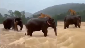Elephant Saves Tiger: बाढ़ में हाथी ने बचाई डूबते हुए बाघ की जान? वायरल वीडियो की सच्चाई ने इंटरनेट पर छेड़ी नई बहस