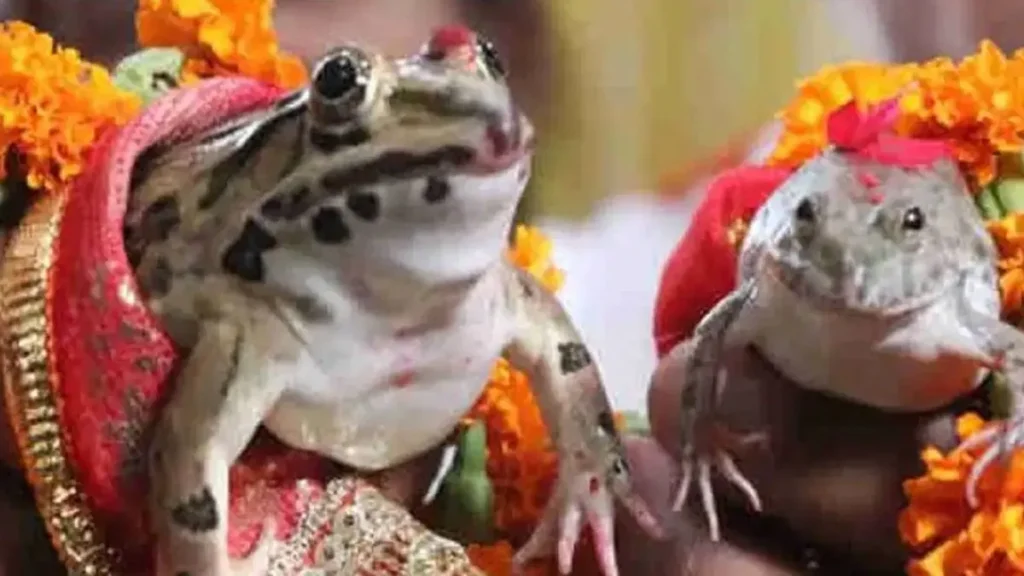Frog Wedding: छत्तीसगढ़ में सूखे का डर, कार्ड बांटकर रचाई मेंढक-मेंढकी की शादी, अब मौसम विभाग ने दी बड़ी खुशखबरी