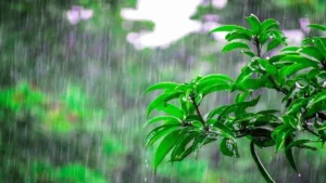 Haryana Weather Update: हरियाणा में मानसून पर लगा ब्रेक, जानें कब से शुरू होगा झमाझम बारिश का अगला दौर