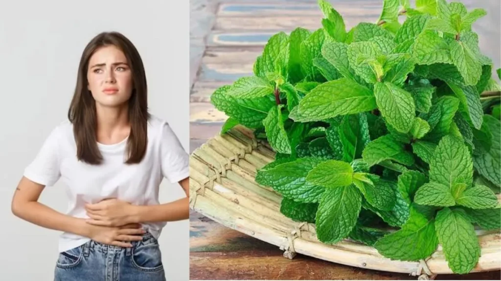 Health Tips: केवल स्वाद नहीं, औषधीय गुणों की खान है पुदीना; जानें गर्मियों में इसके बेमिसाल फायदे