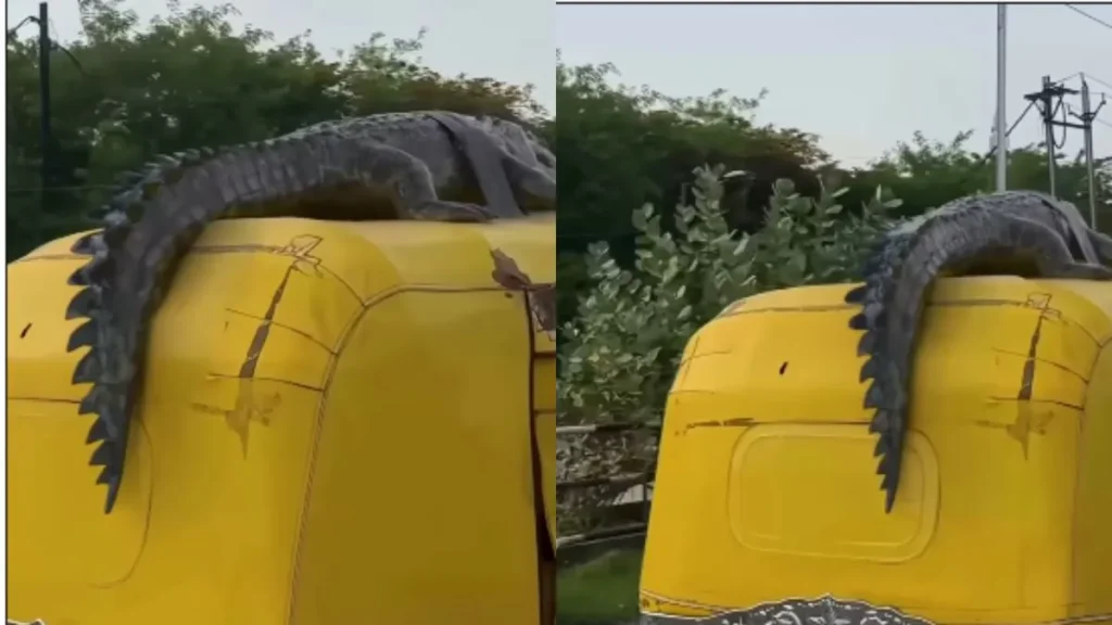 Rickshaw Crocodile Viral: ऑटो की छत पर बंधा दिखा मगरमच्छ, रोंगटे खड़े कर देने वाले वीडियो का सच क्या है?