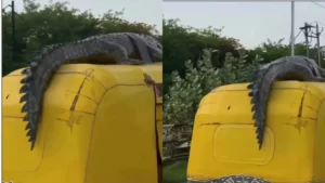 Rickshaw Crocodile Viral: ऑटो की छत पर बंधा दिखा मगरमच्छ, रोंगटे खड़े कर देने वाले वीडियो का सच क्या है?