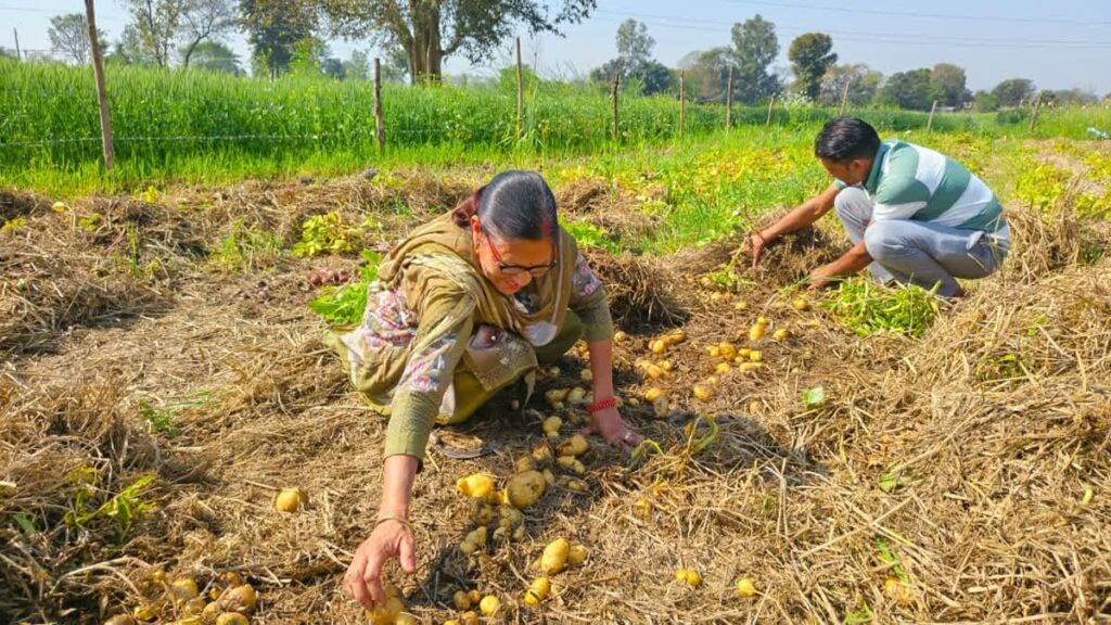 Himachal Potato Late Blight: सीपीआरआई ने हिमाचल के आलू उत्पादकों को ‘लेट ब्लाइट’ के खतरे को लेकर किया सतर्क