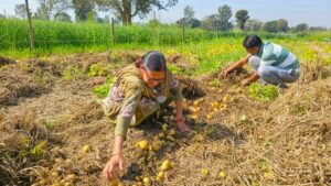 Himachal Potato Late Blight: सीपीआरआई ने हिमाचल के आलू उत्पादकों को ‘लेट ब्लाइट’ के खतरे को लेकर किया सतर्क