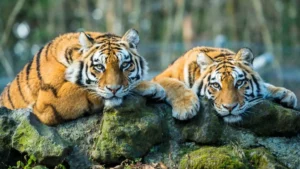 International Tiger Day: जंगल के राजा 'रॉयल बंगाल टाइगर' के 10 हैरान कर देने वाले राज, क्या आप जानते हैं?
