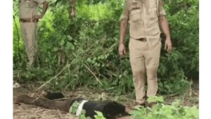 Jalandhar News: जालंधर कैंट में फायरिंग के आरोपी का एनकाउंटर, पैर में लगी गोली, गिरफ्तारी के समय आरोपी ने की फायरिंग