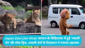 Japan Zoo Lion Viral: जापान के चिड़ियाघर में हुई 'नकली शेर' की मॉक ड्रिल, असली शेरों के रिएक्शन ने मचाया तहलका