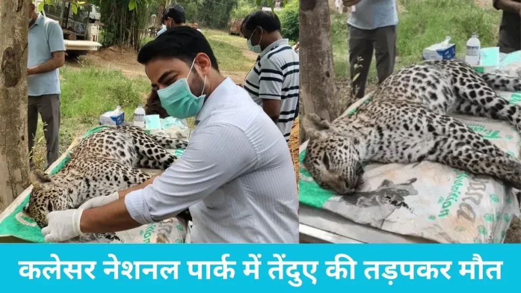 Kalesar national park: कलेसर नेशनल पार्क में तेंदुए की तड़पकर मौत, 'कैनाइन डिस्टेंपर वायरस' के लक्षण से मचा हड़कंप