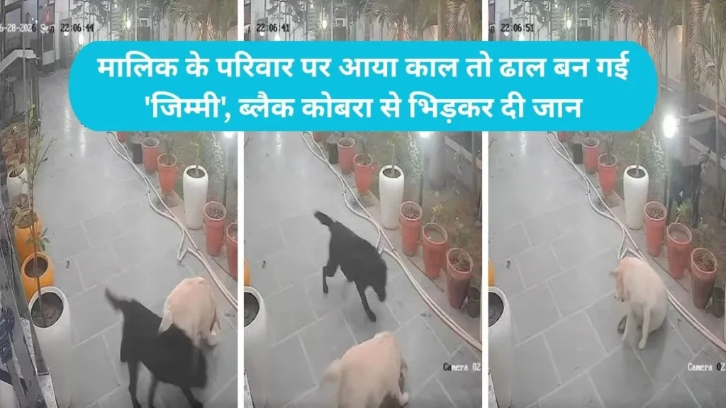 Karnal News: मालिक के परिवार पर आया काल तो ढाल बन गई 'जिम्मी', ब्लैक कोबरा से भिड़कर दी जान