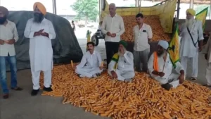 Karnal News: करनाल मंडी में फूटा मक्का किसानों का गुस्सा, ₹4500 का रेट देकर मुकरी कॉन्ट्रैक्ट कंपनी