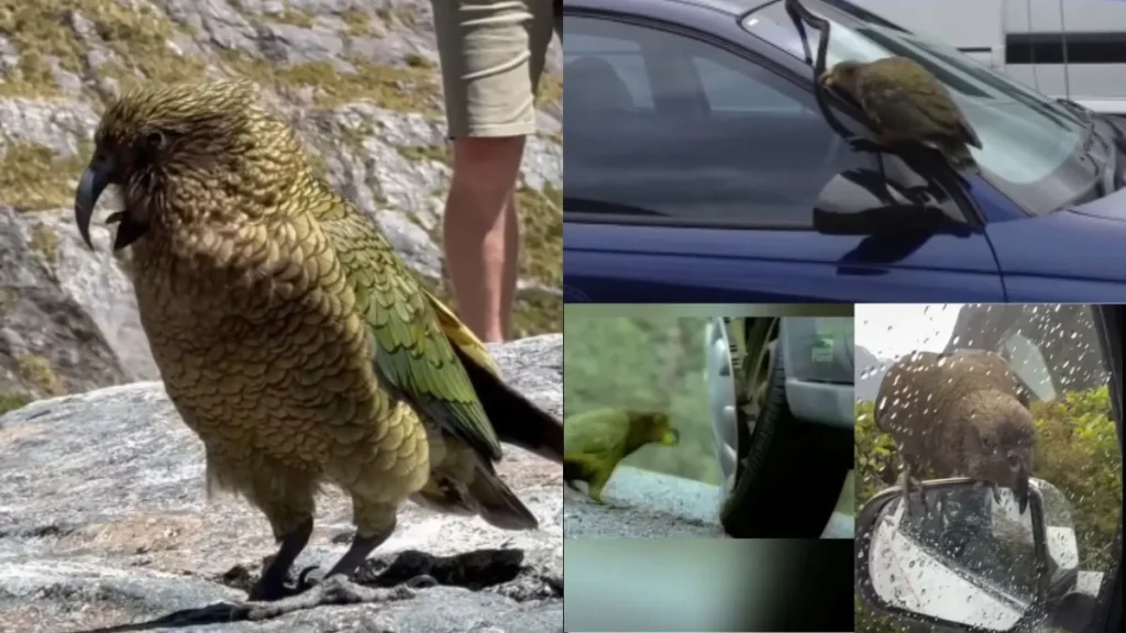 Kea Parrot: लाखों की कारों को कबाड़ बना देता है यह अनोखा तोता, हिला कर रख देगा इसके पीछे का सच