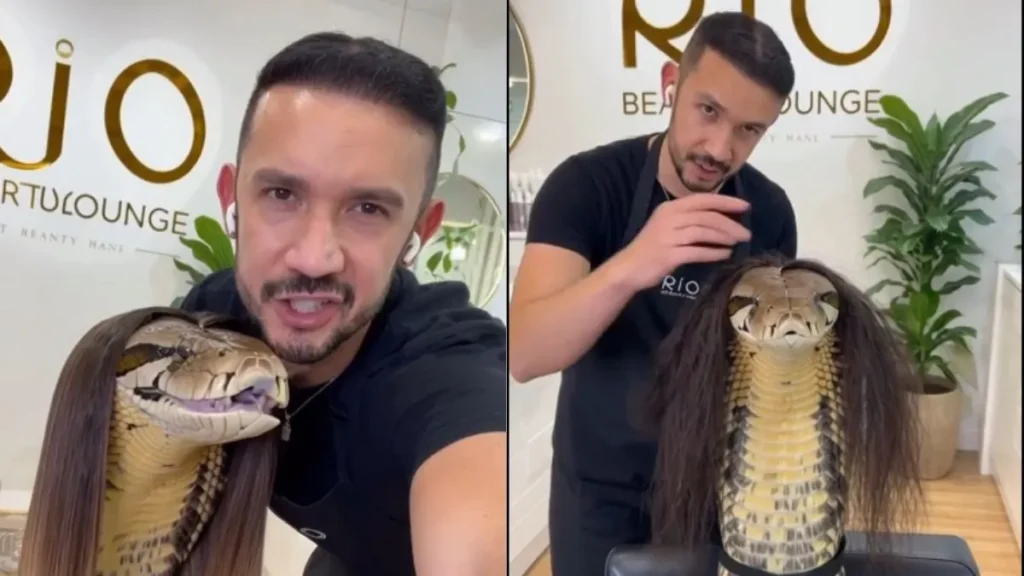 King Cobra Makeover: किंग कोबरा को बना दिया ब्यूटी क्वीन, यूजर्स बोले— 'भाई संभलकर, ये आखिरी क्लाइंट न बन जाए'