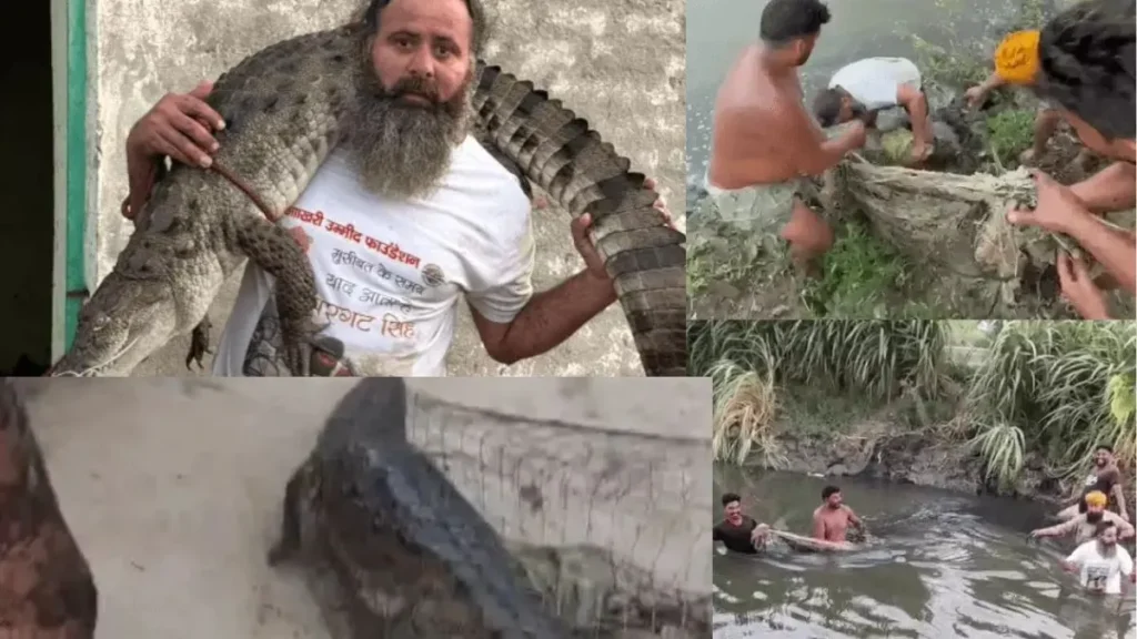 Kurukshetra Crocodile Rescue: कुरुक्षेत्र के नरकातरी में 6 फुट लंबे मगरमच्छ का रेस्क्यू, खेतों में जाने से डर रहे थे किसान, आधे घंटे चला ऑपरेशन