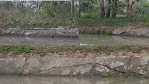 Kurukshetra News: नरवाना ब्रांच नहर की पटरी में आई भयानक दरारें, सिंचाई विभाग की मरम्मत पर ग्रामीणों ने उठाए सवाल