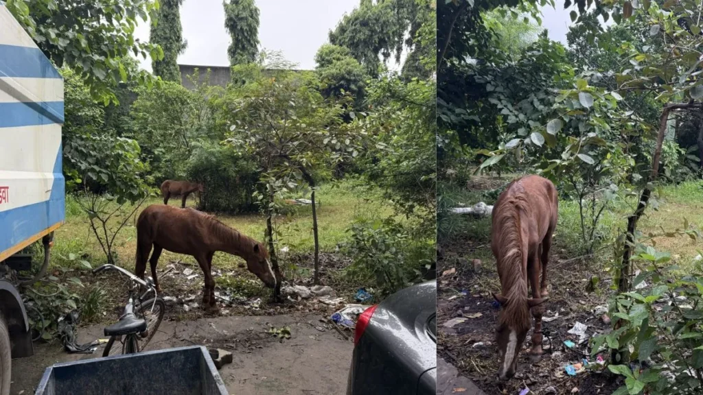 Ladwa News: लाडवा नगर पालिका का आवारा पशुओं पर बड़ा एक्शन, 15 घोड़ों को किया ज़ब्त, मालिकों पर ठोका जुर्माना