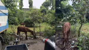 Ladwa News: लाडवा नगर पालिका का आवारा पशुओं पर बड़ा एक्शन, 15 घोड़ों को किया ज़ब्त, मालिकों पर ठोका जुर्माना