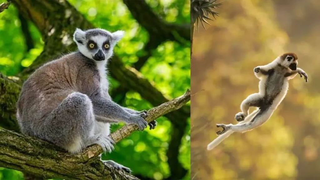 Lemur Millipede: जहर से नशा करता है यह मासूम जानवर, मिलीपीड को चबाकर पूरे बदन पर मलता है 'नेचुरल स्प्रे'
