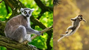 Lemur Millipede: जहर से नशा करता है यह मासूम जानवर, मिलीपीड को चबाकर पूरे बदन पर मलता है 'नेचुरल स्प्रे'